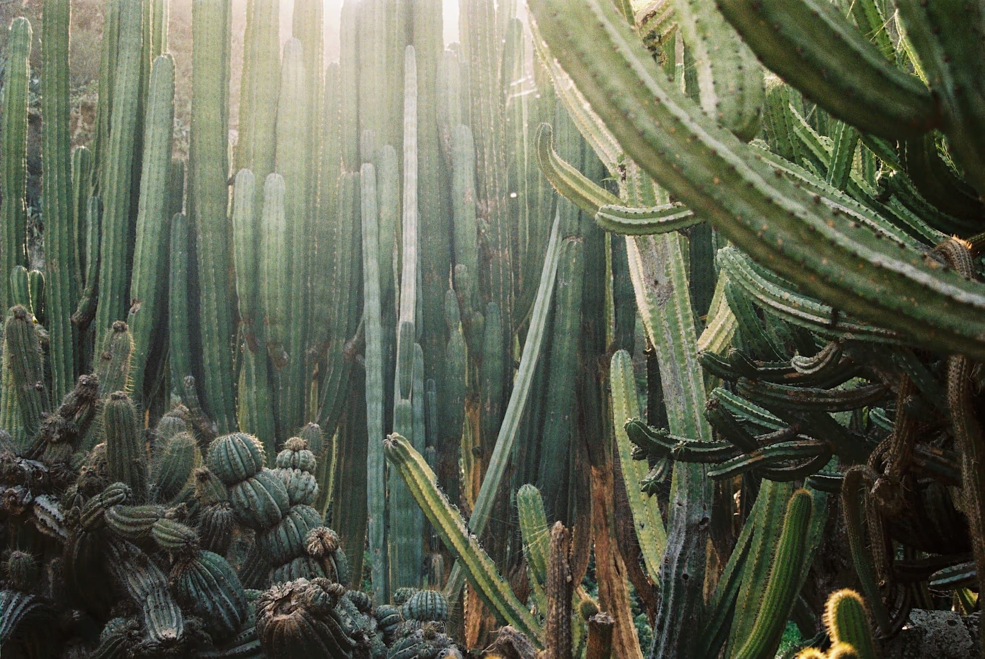 Picture of cactus